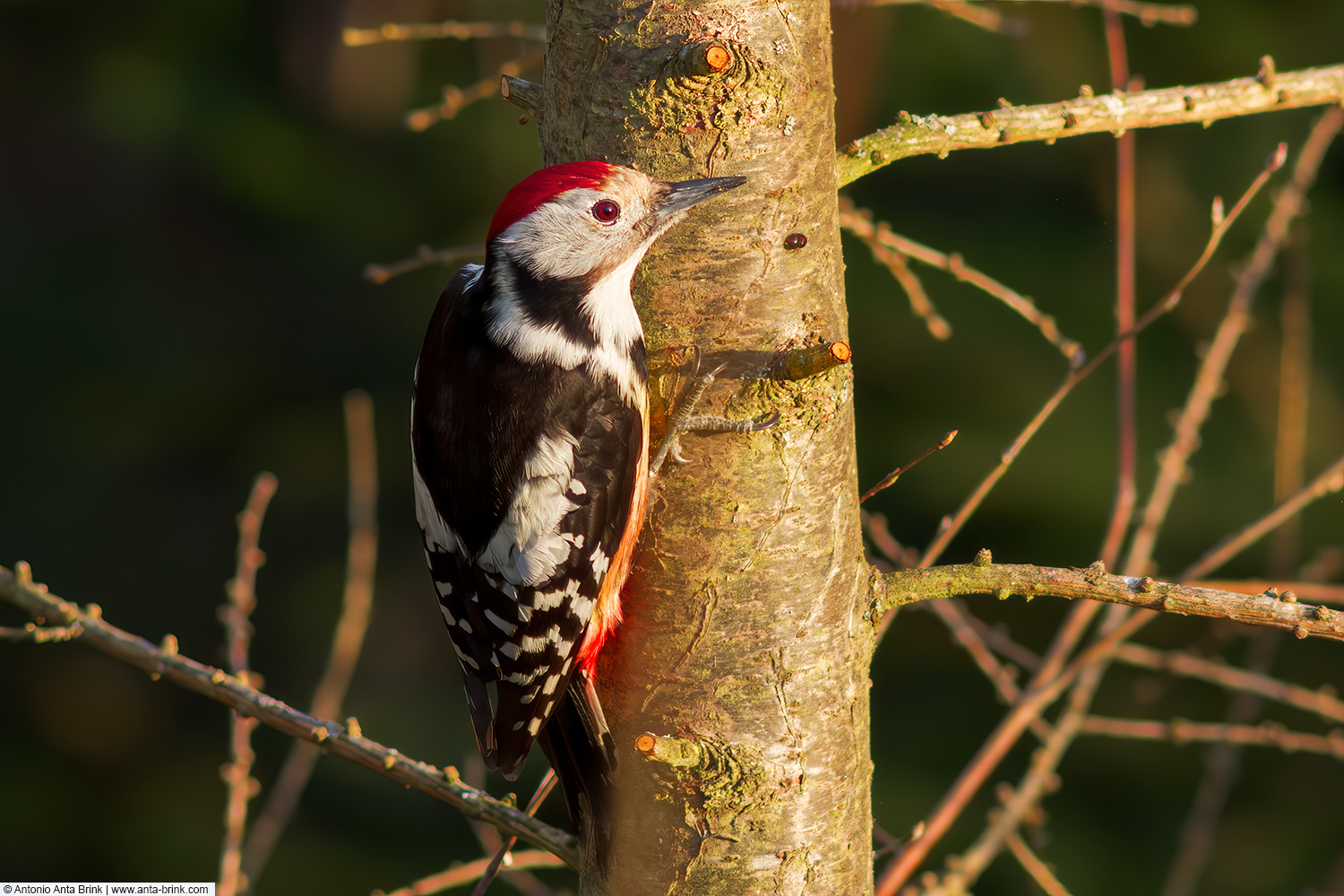 Middle spotted woodpecker, Dendrocoptes medius, Mittelspecht