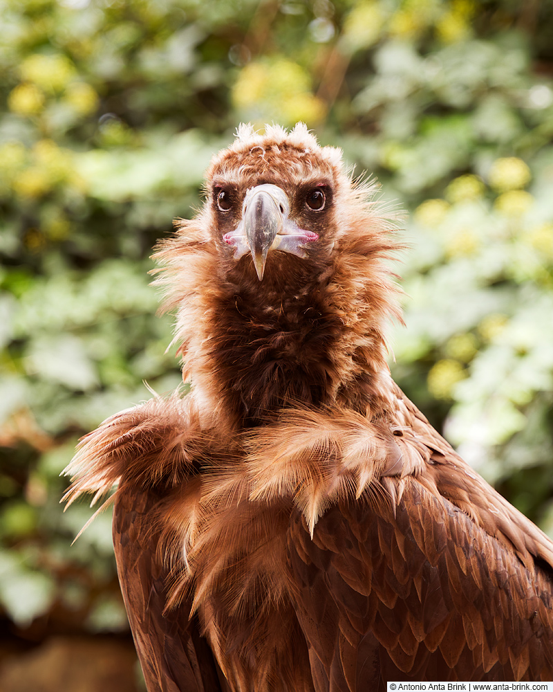 Cinereous vulture, Aegypius monachus, Mönchsgeier