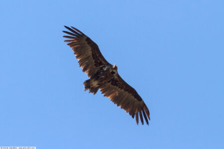 Cinereous vulture