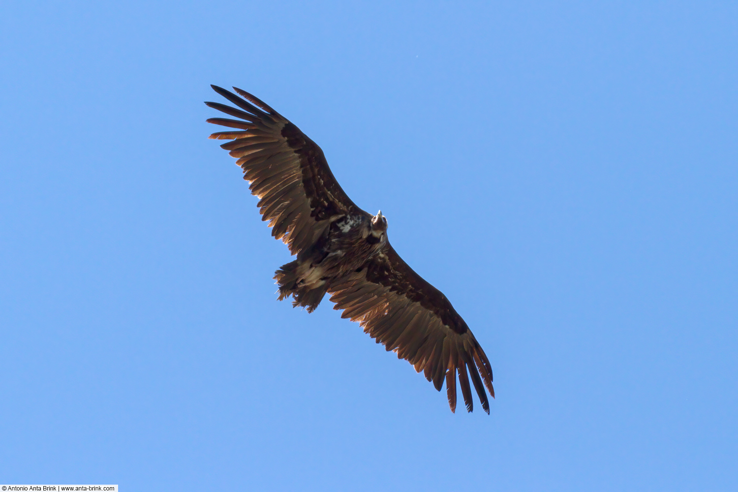 Cinereous vulture, Aegypius monachus, Mönchsgeier 