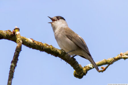 Eurasian blackcap