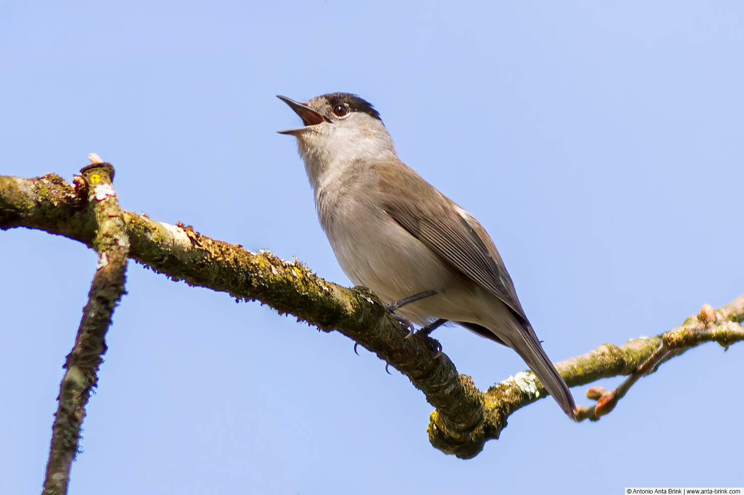 Eurasian blackcap, Sylvia atricapilla, Mönchsgrasmücke