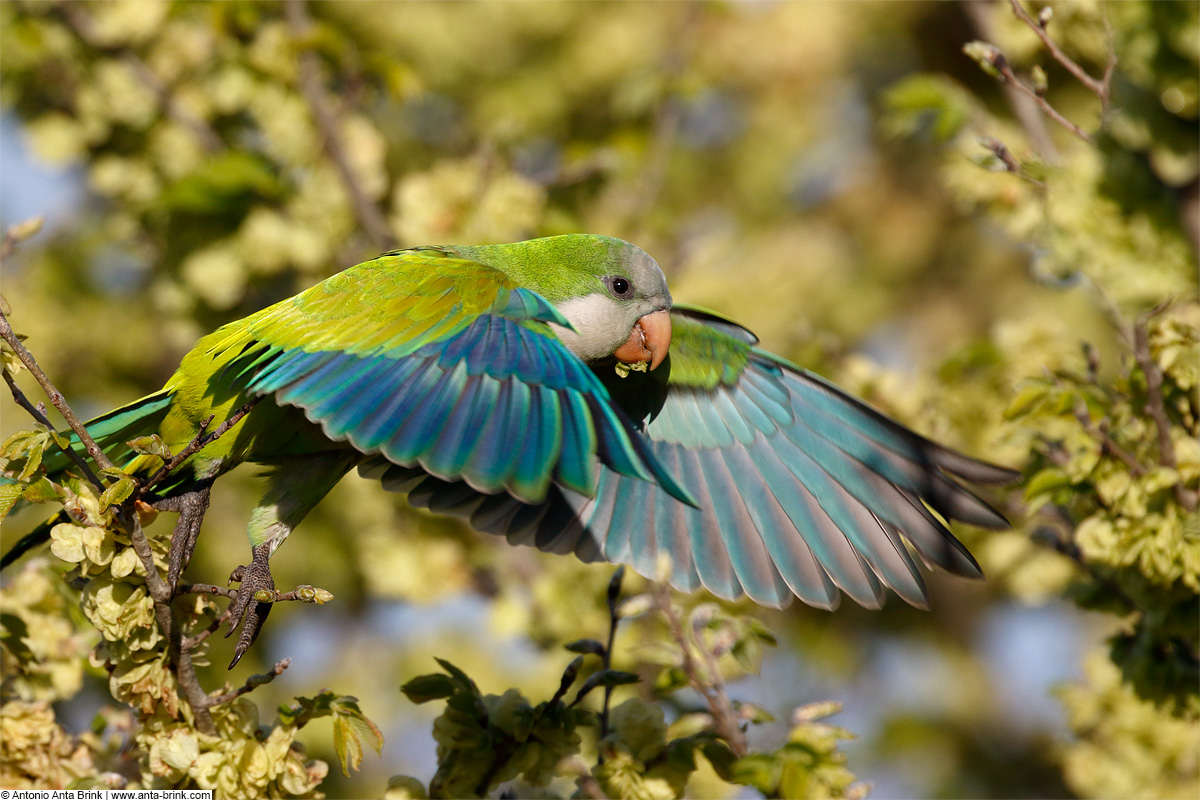 Monk parakeet, Myiopsitta monachus, Mönchssittich 