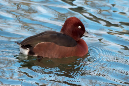 Ferruginous duck