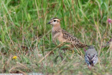 Eurasian dotterel