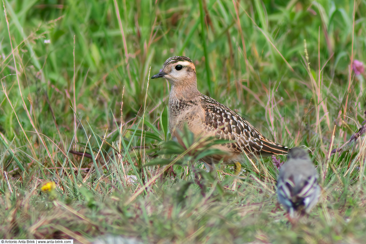 Eurasian dotterel, Eudromias morinellus, Mornellregenpfeifer