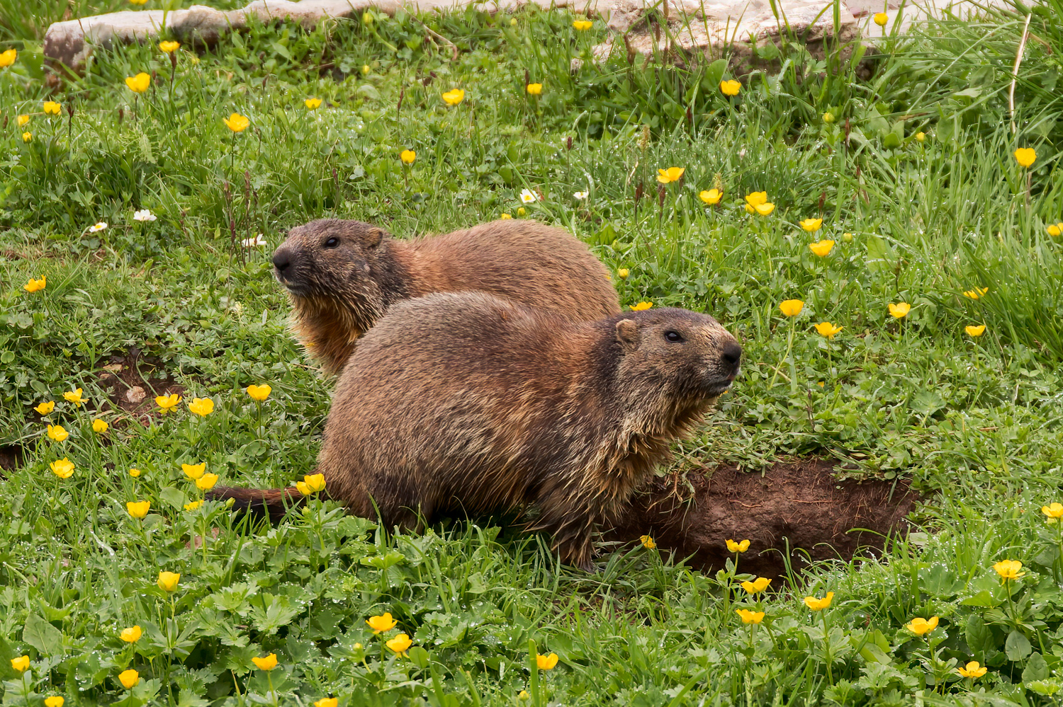 Alpine marmot, Marmota marmota, Alpenmurmeltier