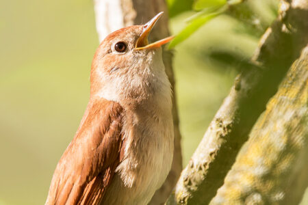 Common nightingale