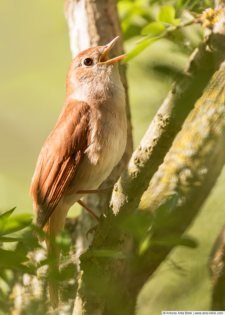 Common nightingale, Luscinia megarhynchos, Nachtigall