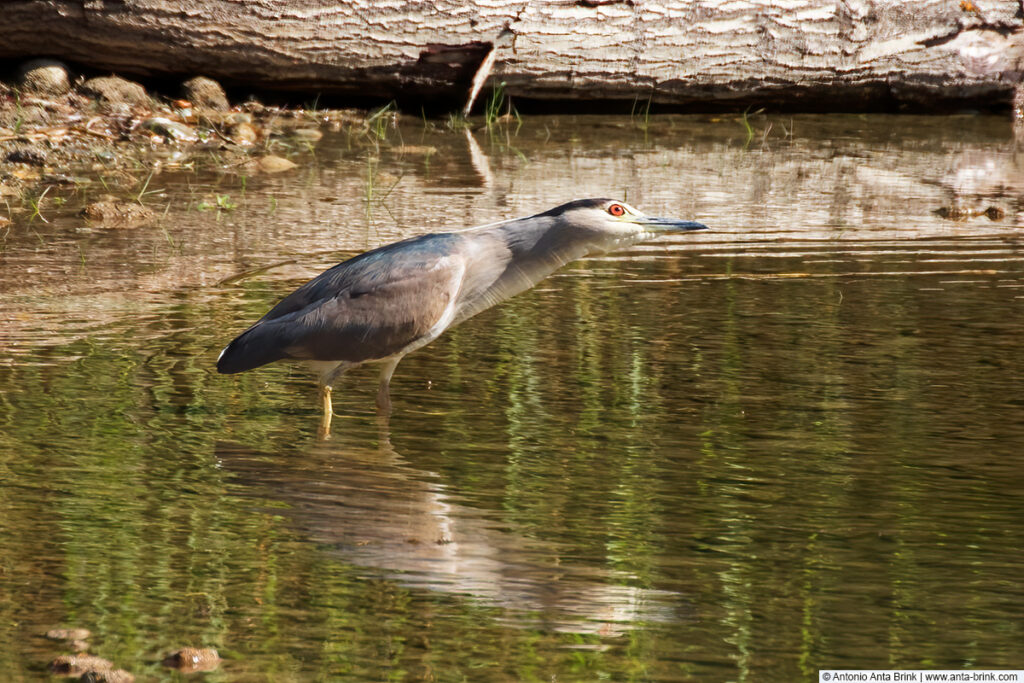 Black-crowned night heron, Nycticorax nycticorax, Nachtreiher