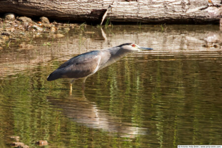 Black-crowned night heron