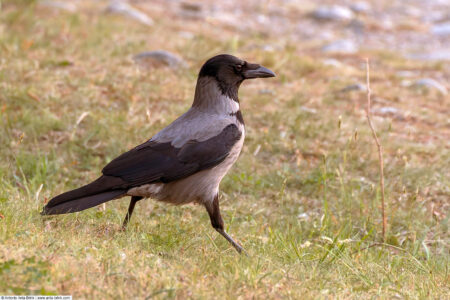 Hooded crow