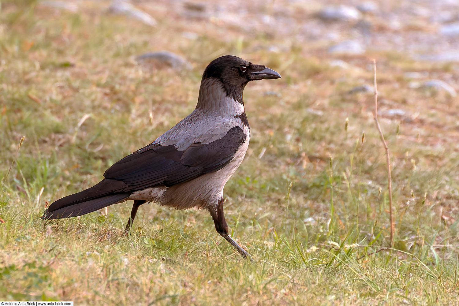 Hooded crow, Corvus cornix, Nebelkrähe