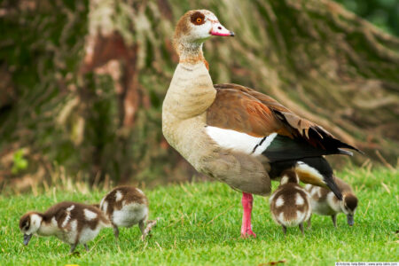 Egyptian goose