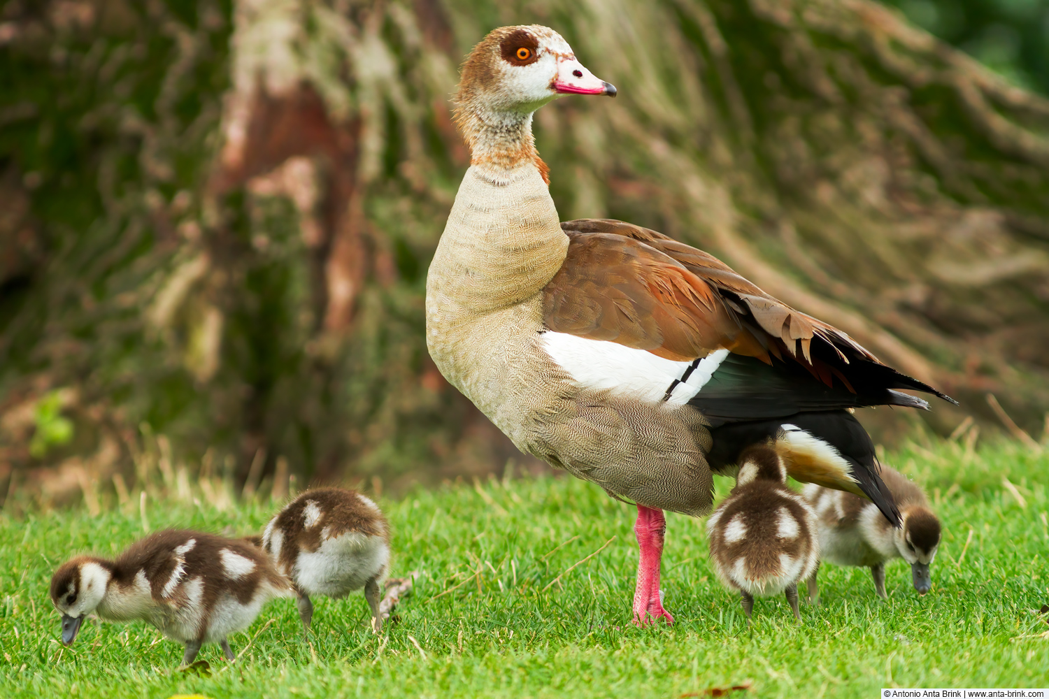 Egyptian Goose, Alopochen aegyptiaca, Nilgans