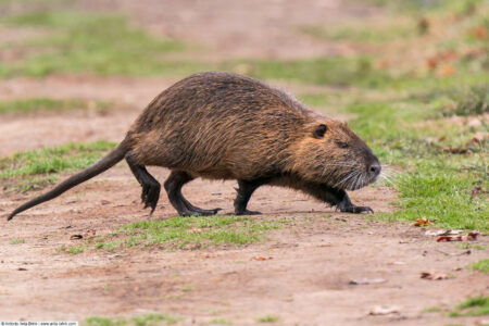 Nutria