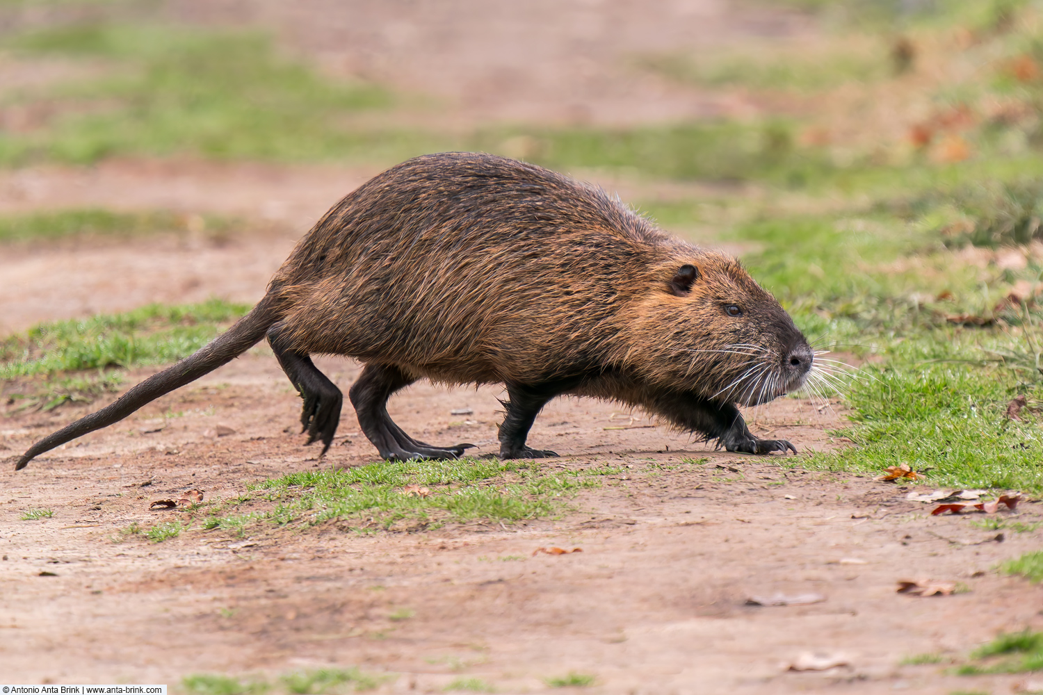 Nutria, Myocastor coypus