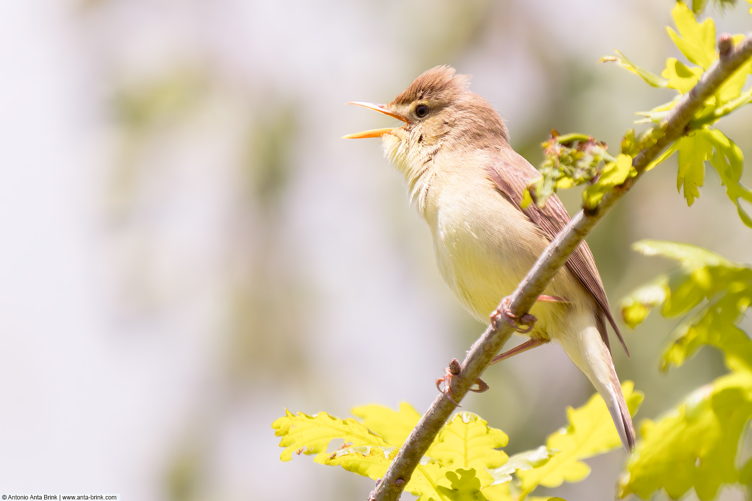 Melodious warbler, Hippolais polyglotta, Orpheusspötter