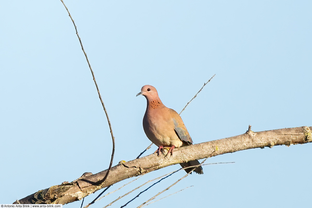 Laughing dove, Spilopelia senegalensis, Palmtaube