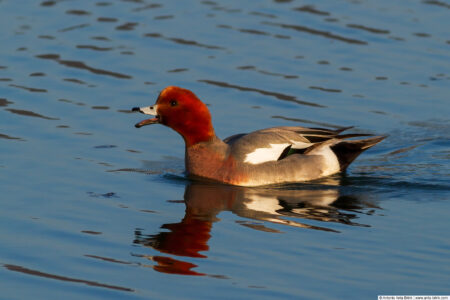 Eurasian wigeon