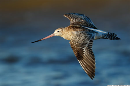 Bar-tailed godwit