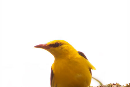 Eurasian golden oriole