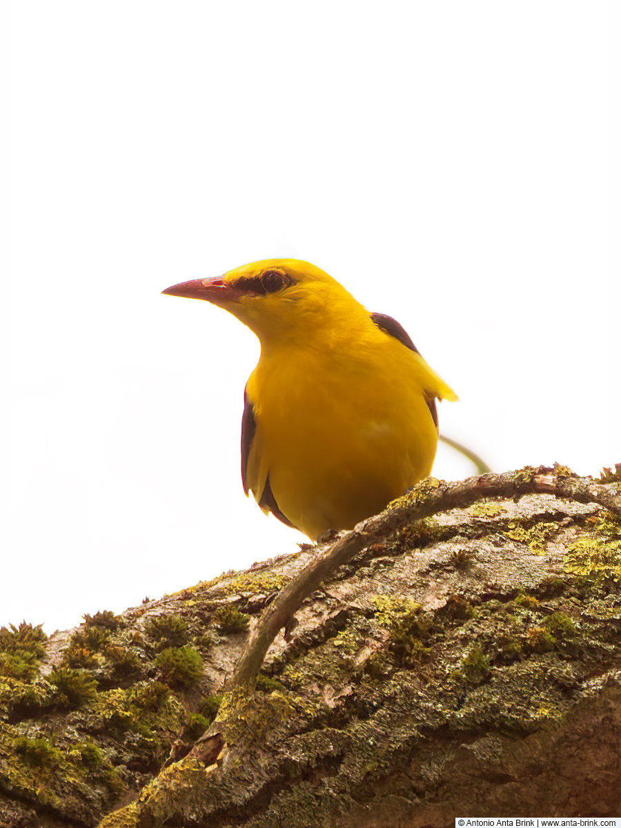 Eurasian golden oriole, Oriolus oriolus, Pirol