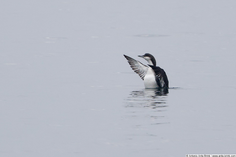 Arctic loon, Gavia arctica, Prachttaucher