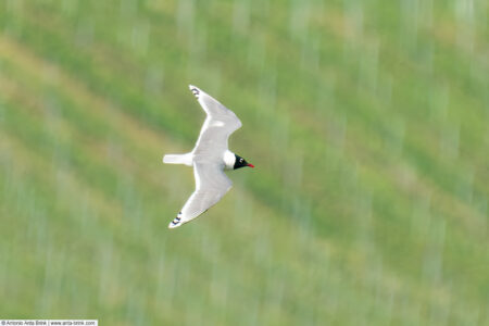 Franklin’s gull