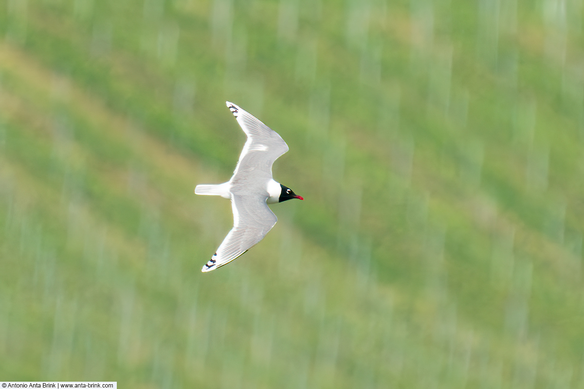 Franklin's gull, Leucophaeus pipixcan, Präriemöwe