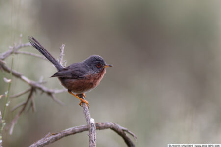 Dartford warbler