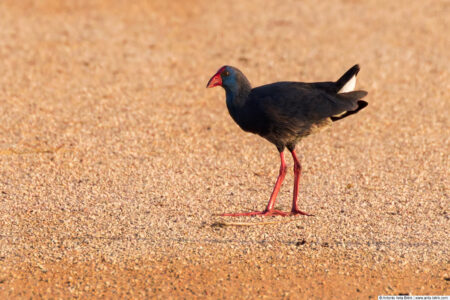 Western swamphen