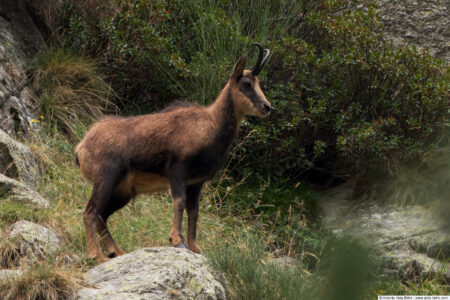 Pyrenean chamois