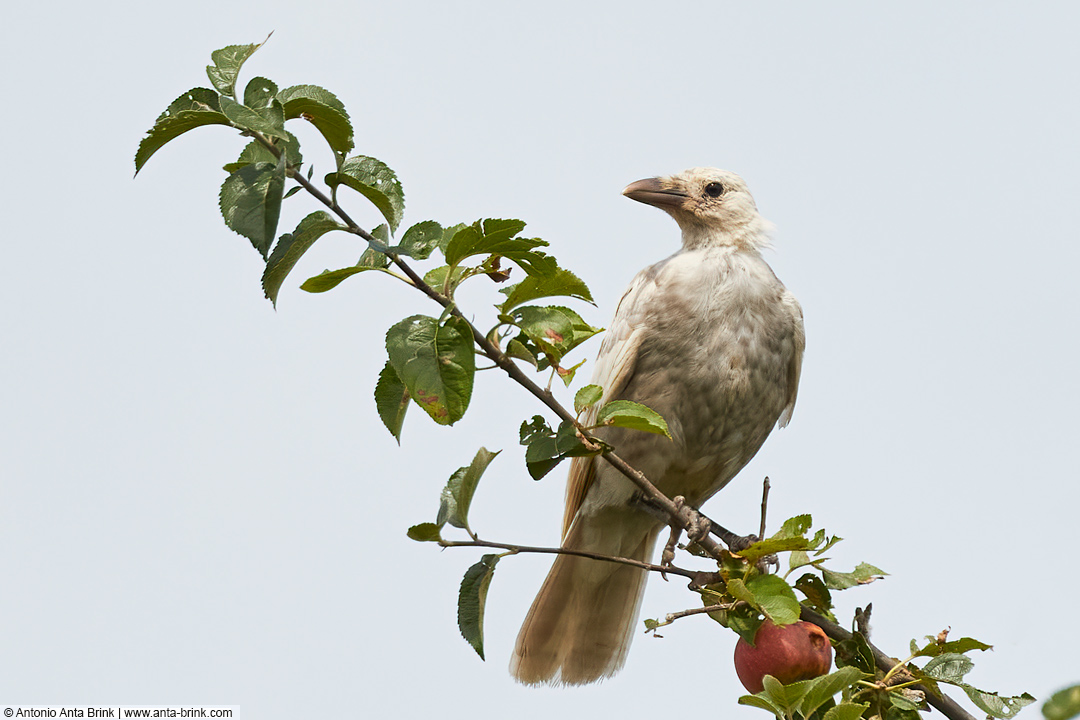 Carrion Crow, Leucism, 
Corvus corone corone, Rabenkrähe, 