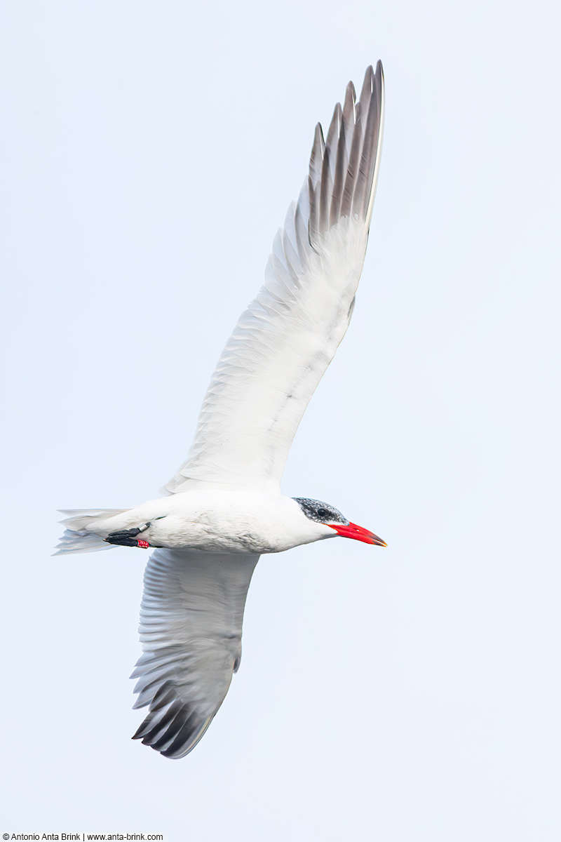 Raubseeschwalbe, Caspian Tern, Hydroprogne caspia