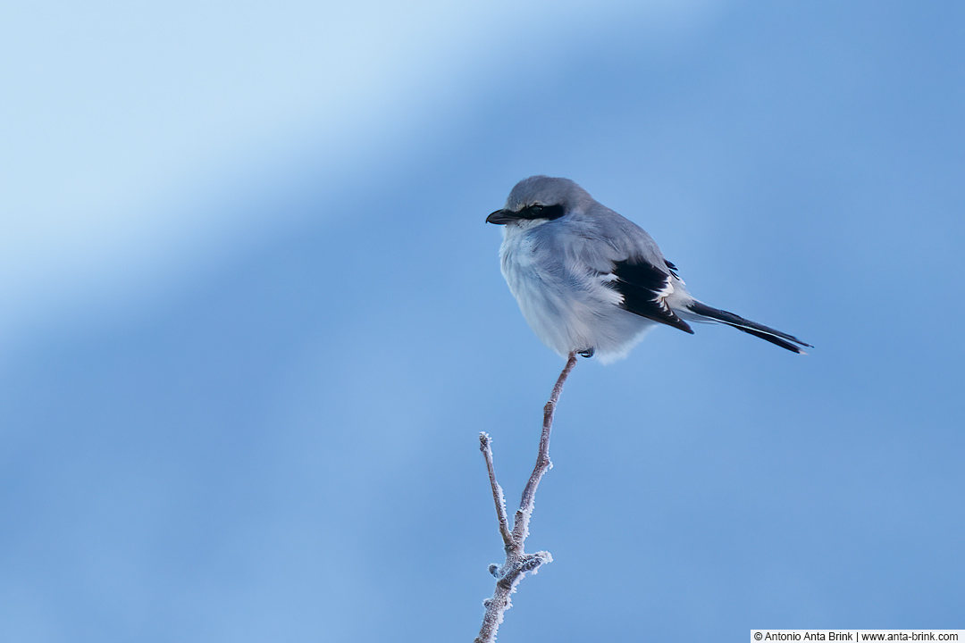 Great Grey Shrike, Lanius excubitor, Raubwürger