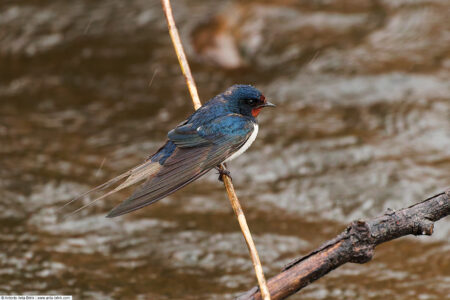 Barn swallow