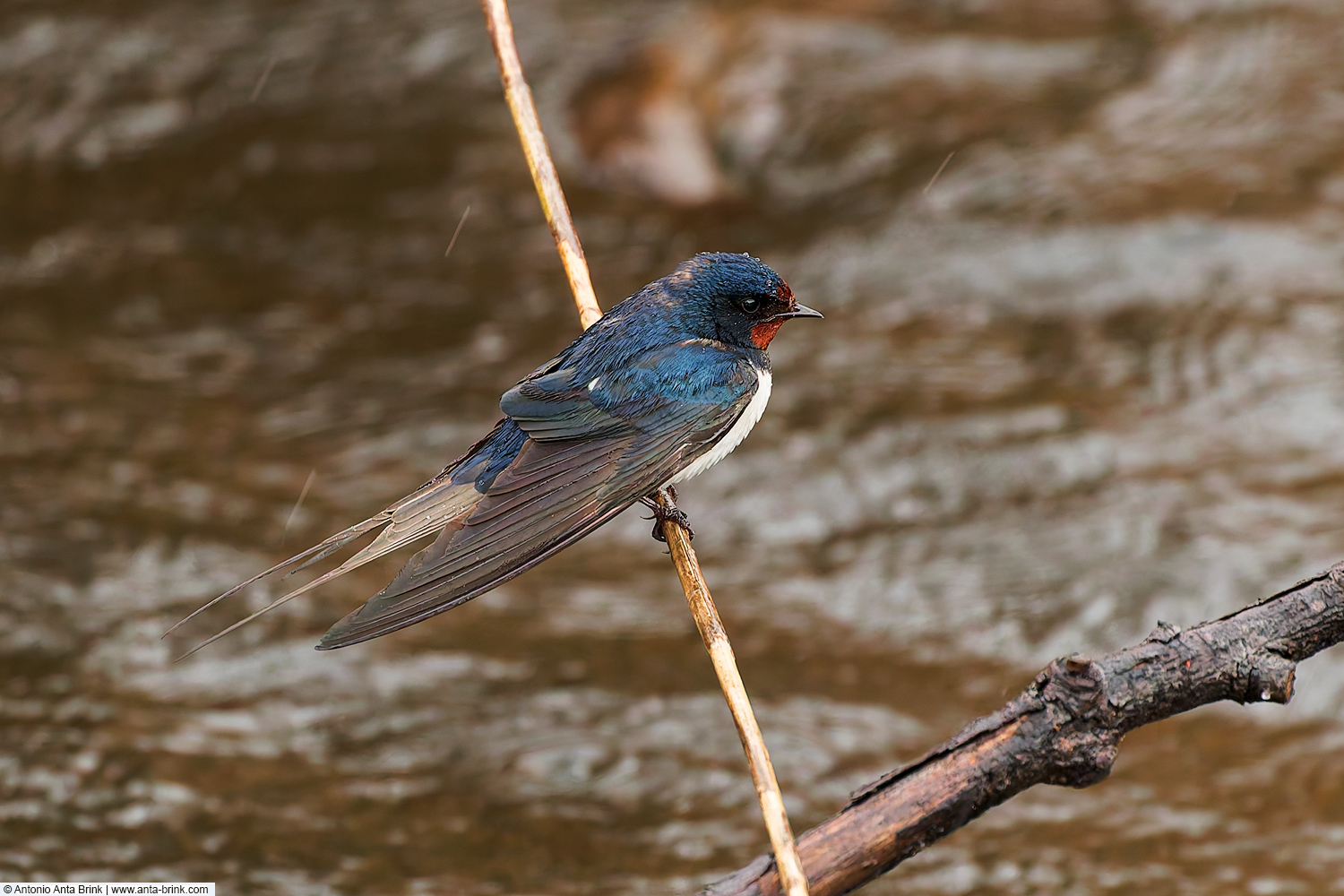 Barn swallow, Hirundo rustica, Rauchschwalbe 