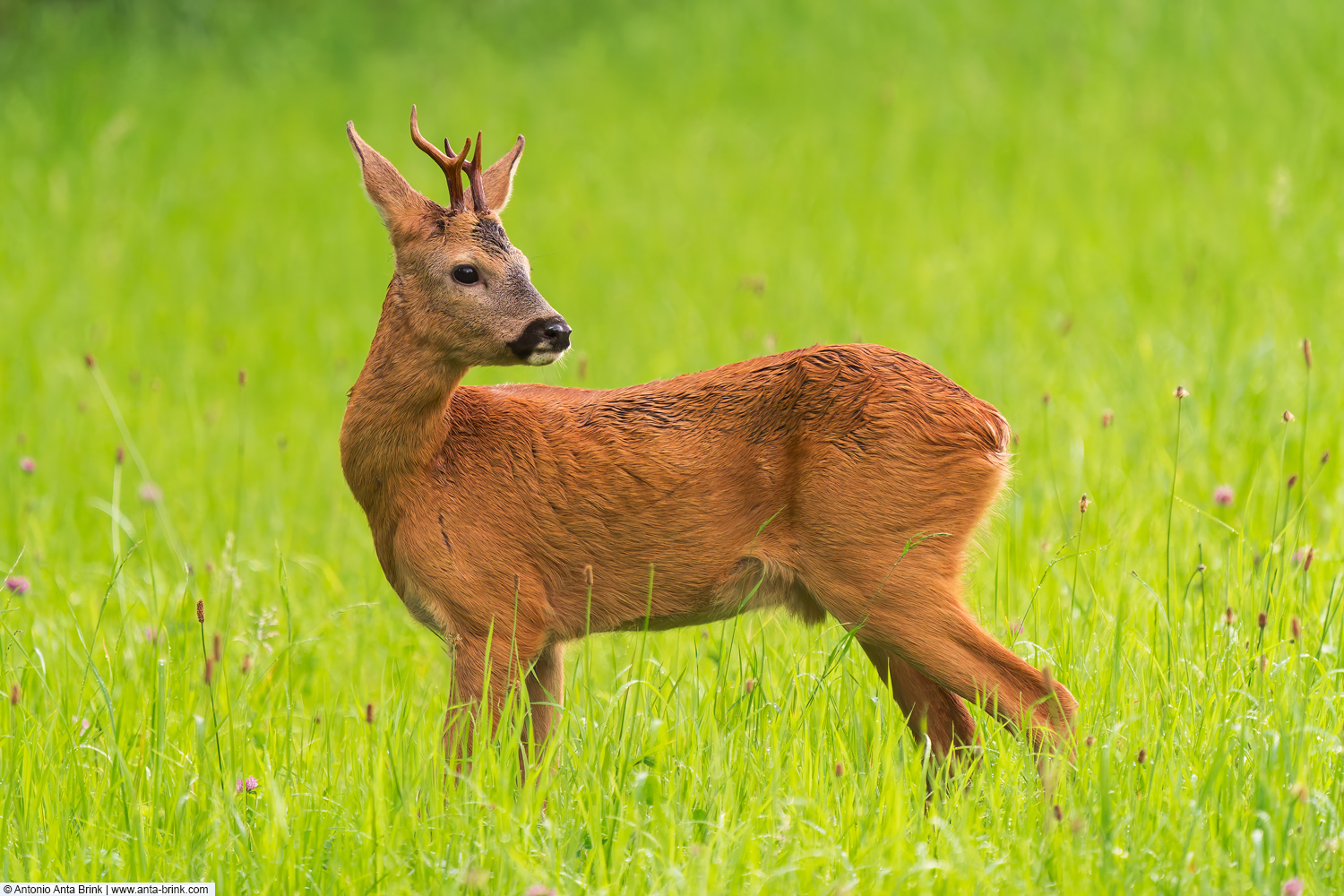 Roe deer, Capreolus capreolus, Reh