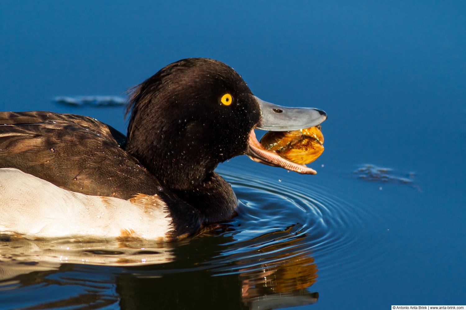 Tufted duck, Aythya fuligula, Reiherente 