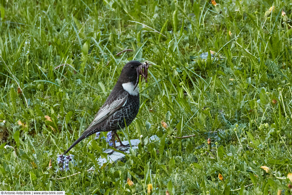 Ring ouzel, Turdus torquatus, Ringdrossel