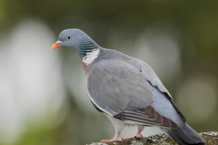 Common wood pigeon