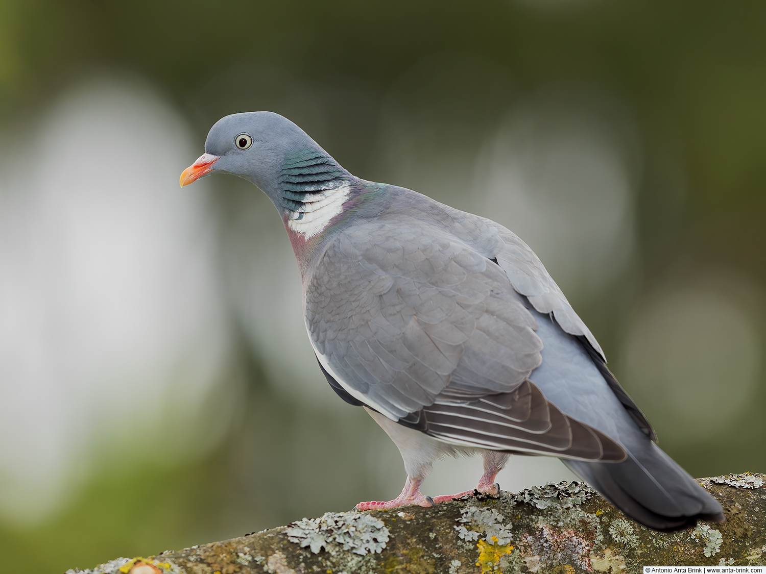 Common wood pigeon, Columba palumbus, Ringeltaube 