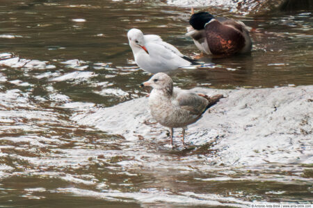 Ring-billed gull