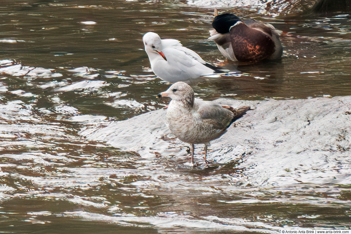 Ring-billed gull, Larus delawarensis, Ringschnabelmöwe