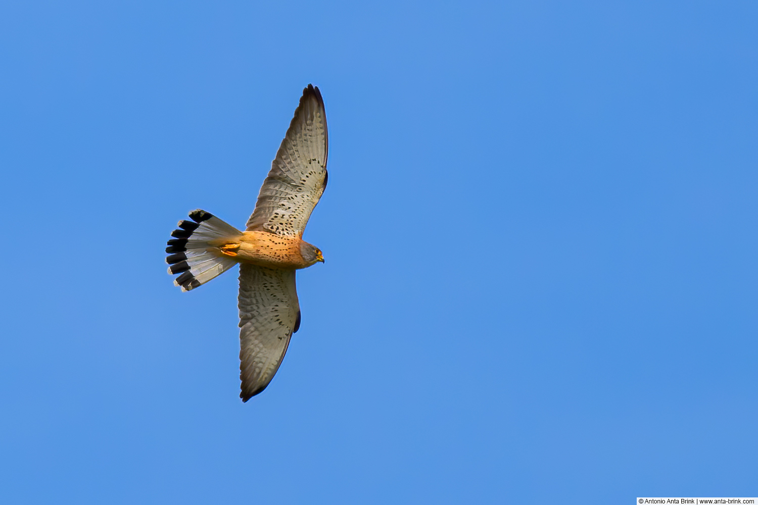 Lesser kestrel, Falco naumanni, Rötelfalke