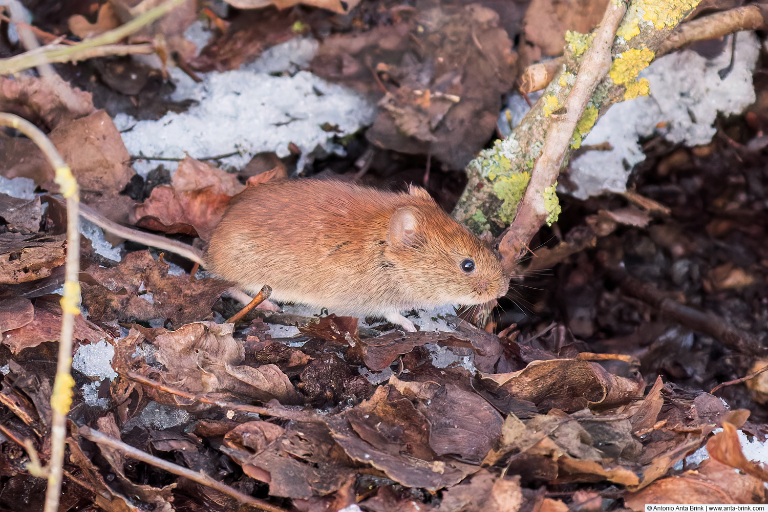 Bank vole, Clethrionomys glareolus, Rötelmaus