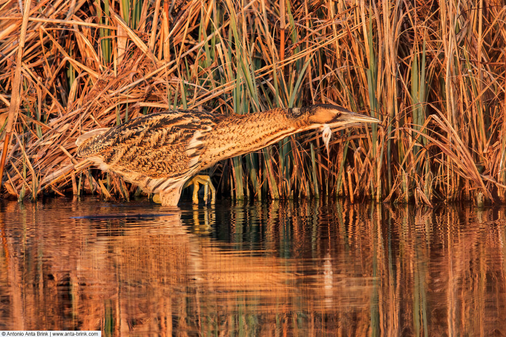 Eurasian bittern, Botaurus stellaris, Rohrdommel