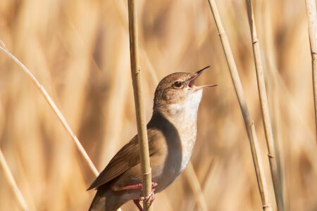 Savi’s warbler