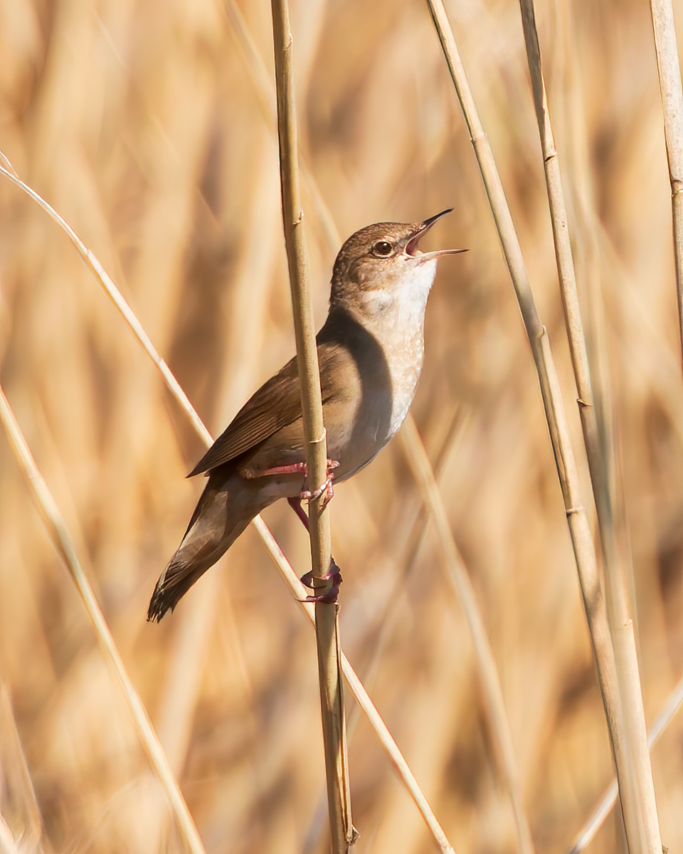 Savi's warbler, Locustella luscinioides, Rohrschwirl 